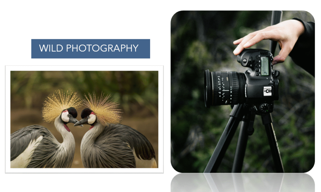 Wild Photography 