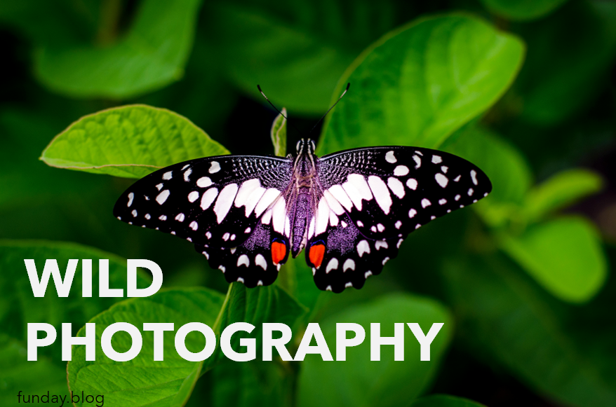 Wild Photography